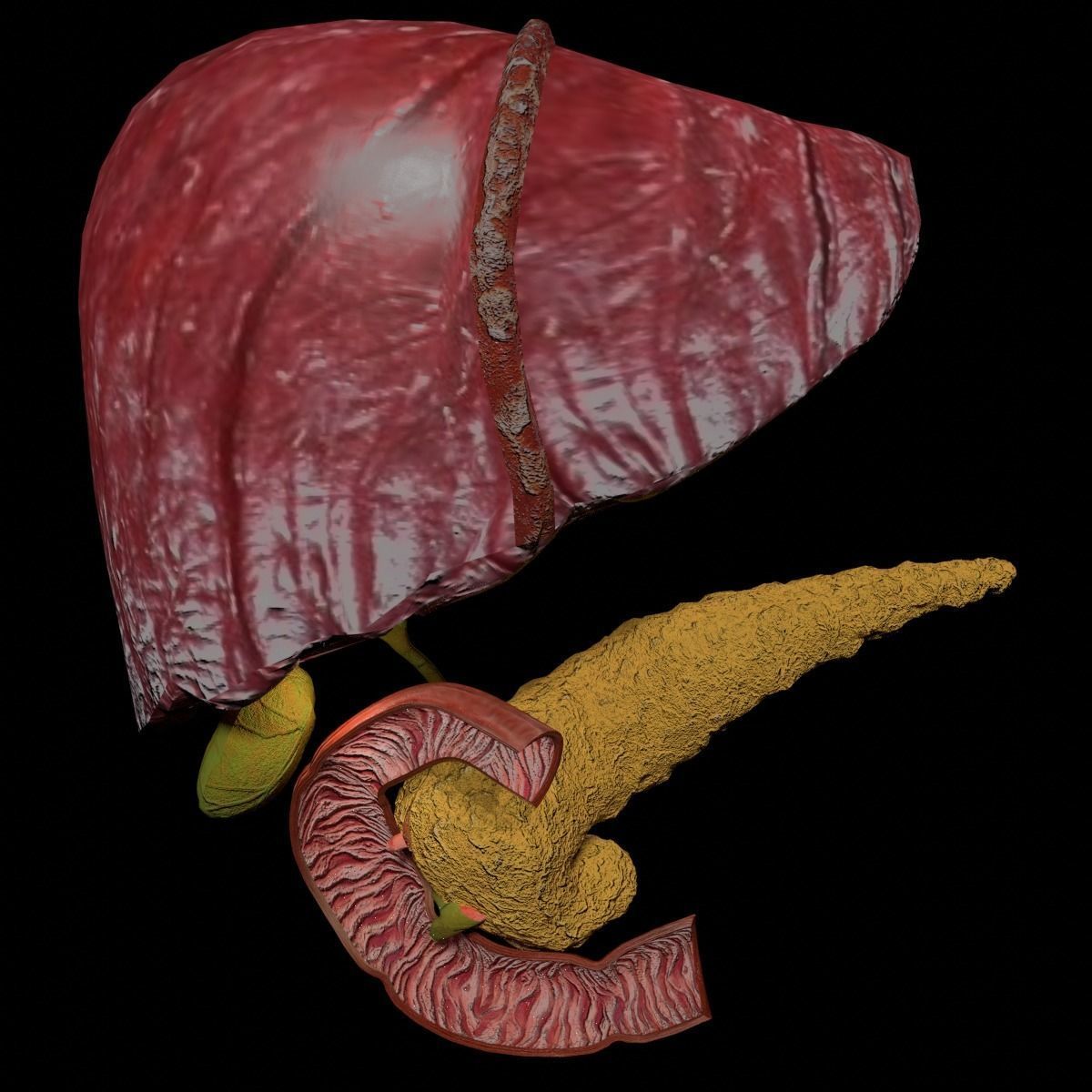 Hepato biliary tract pancreas gallbladder 3D model_20