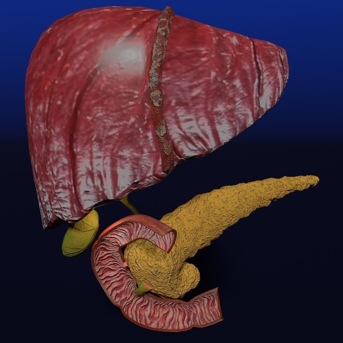 Hepato biliary tract pancreas gallbladder 3D model_21
