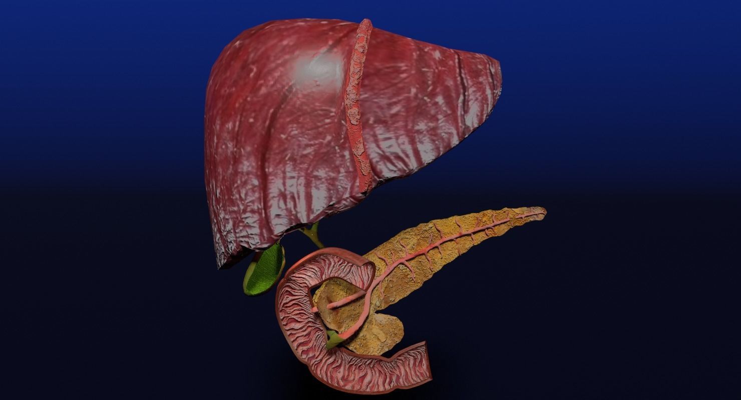 Hepato biliary tract pancreas gallbladder 3D model_3