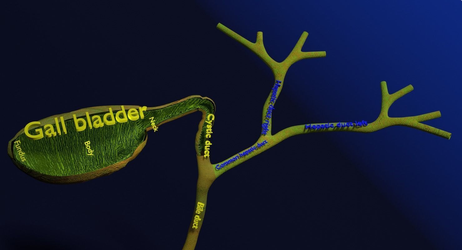Hepato biliary tract pancreas gallbladder 3D model_6