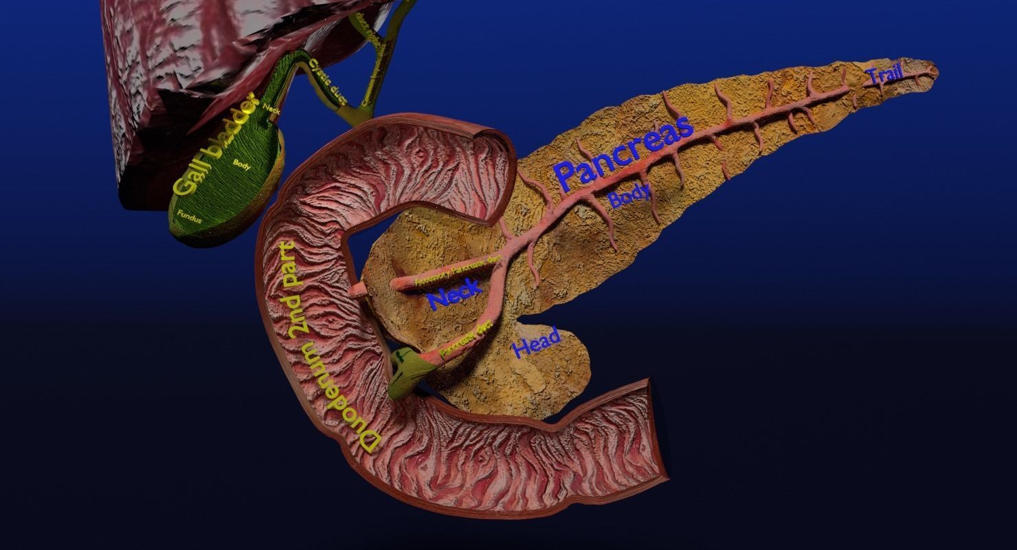 Hepato biliary tract pancreas gallbladder 3D model_11