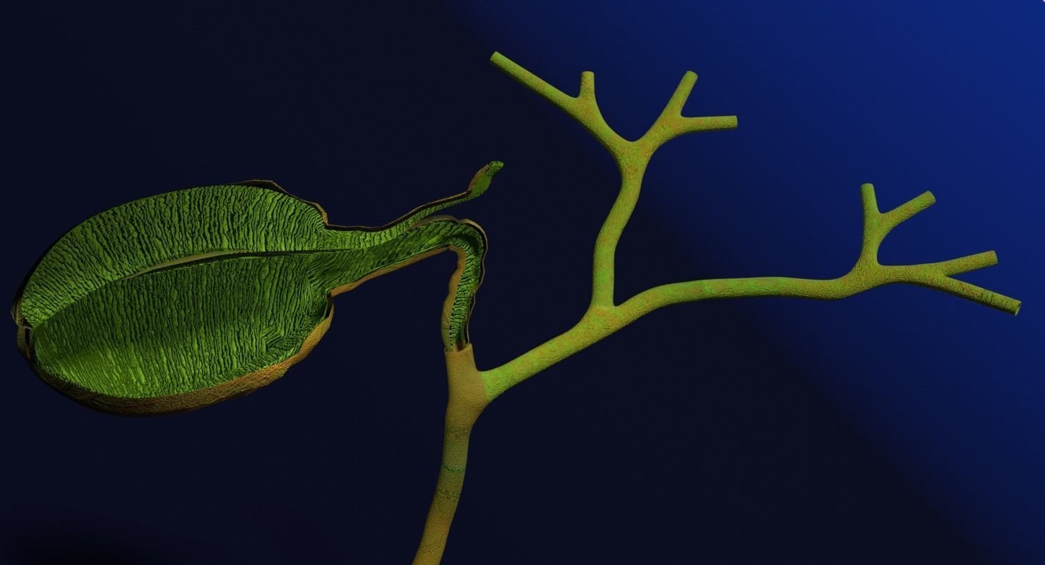 Hepato biliary tract pancreas gallbladder 3D model_8