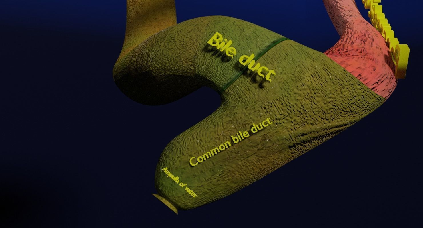 Hepato biliary tract pancreas gallbladder 3D model_16