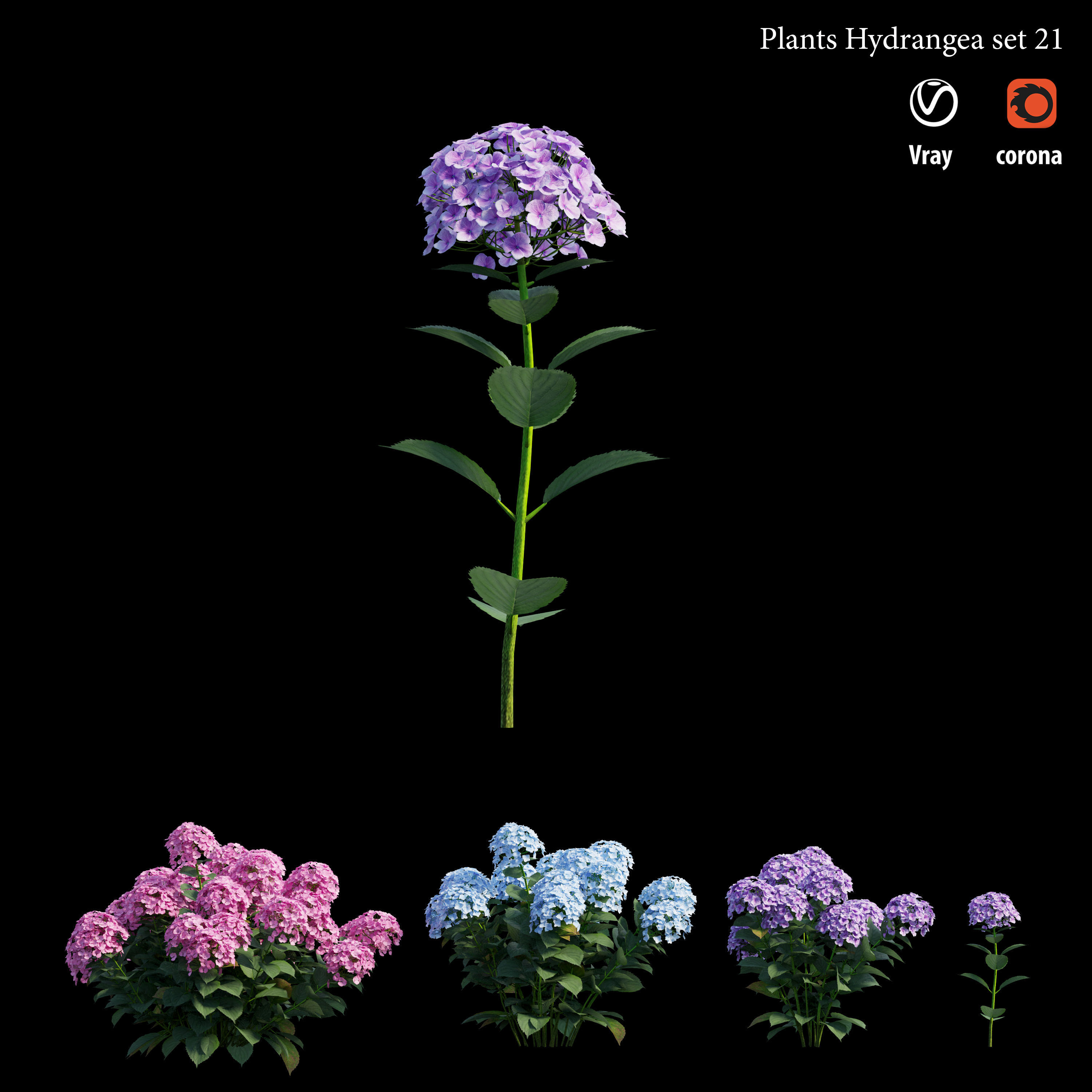 Plants Hydrangea set 21 3D model_1