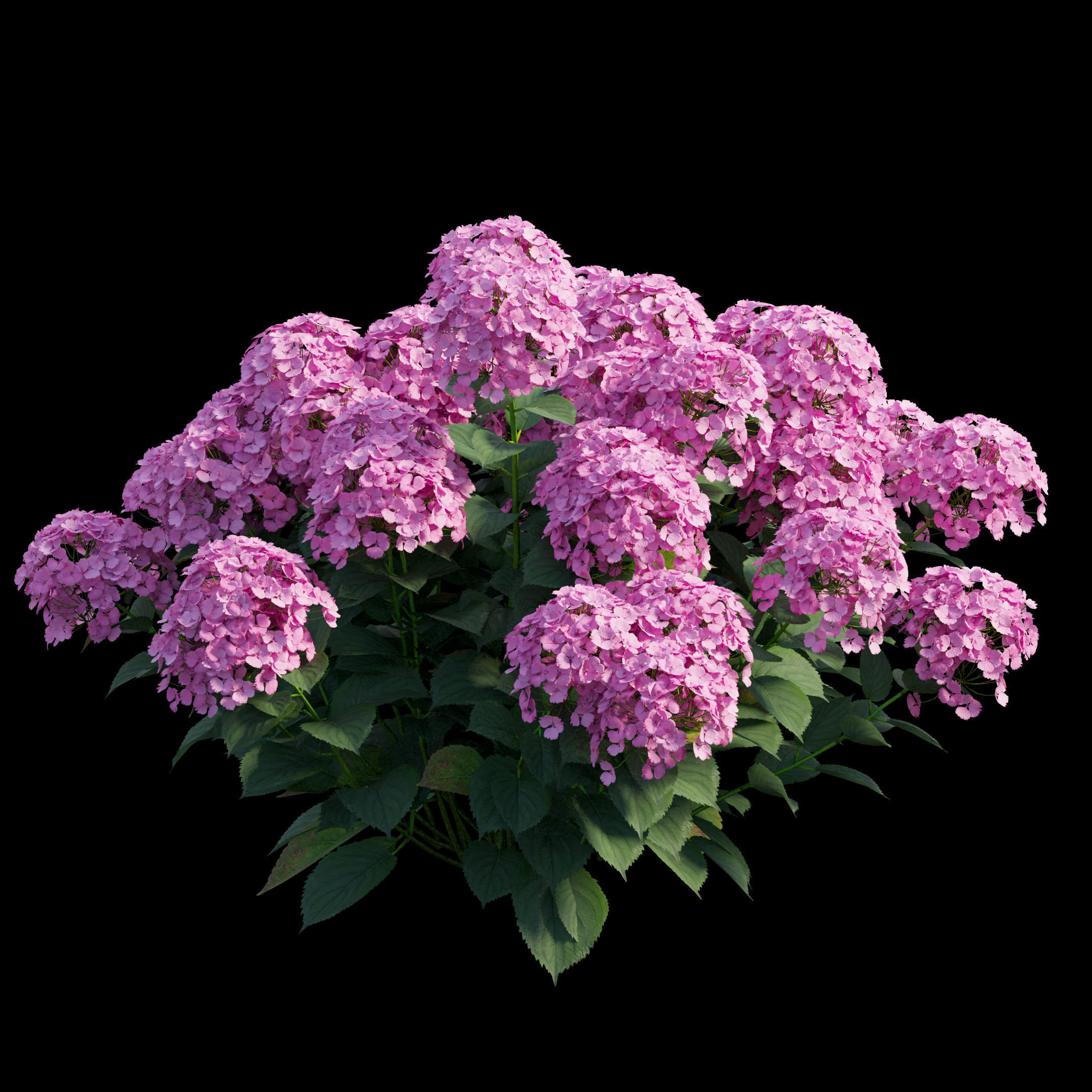 Plants Hydrangea set 21 3D model_4