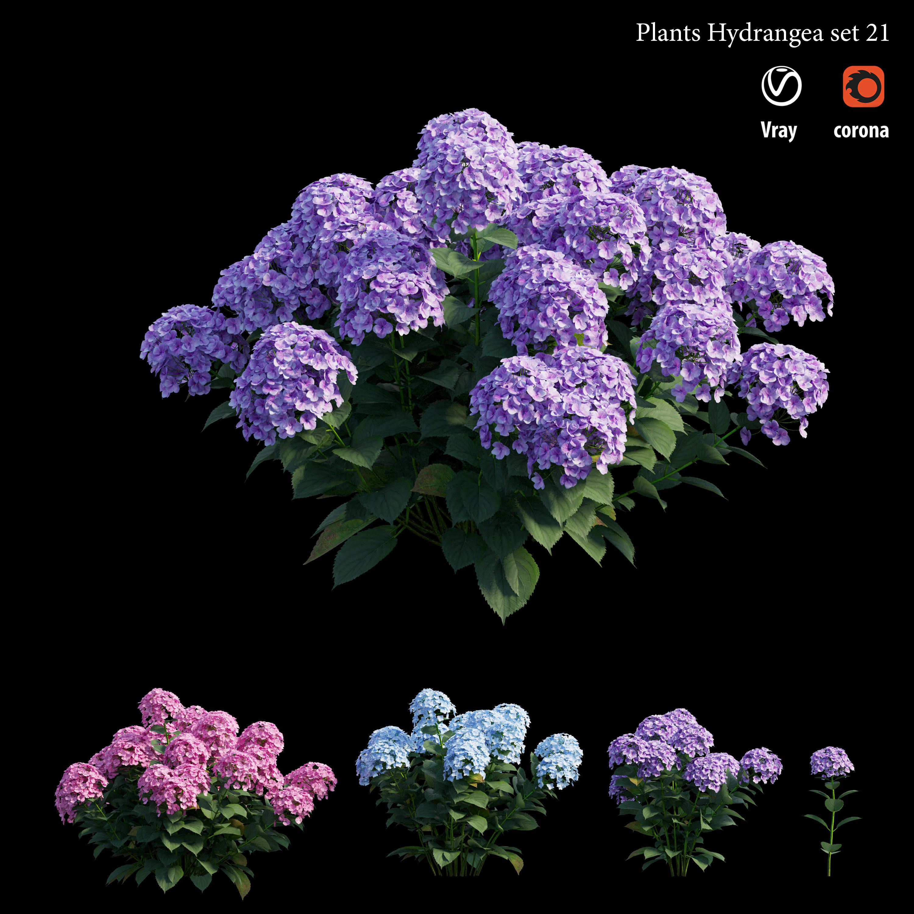 Plants Hydrangea set 21 3D model_5