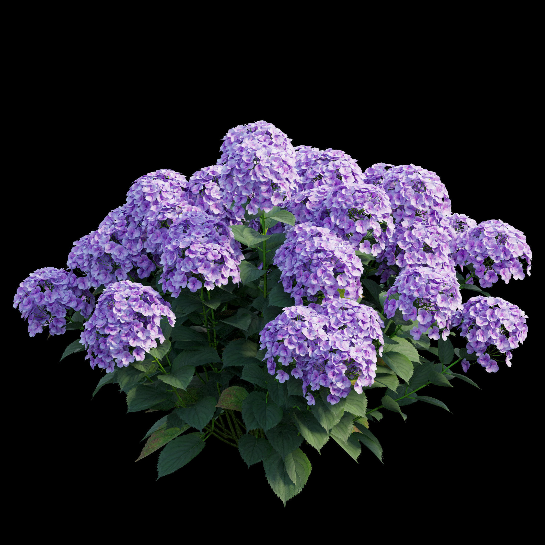 Plants Hydrangea set 21 3D model_7