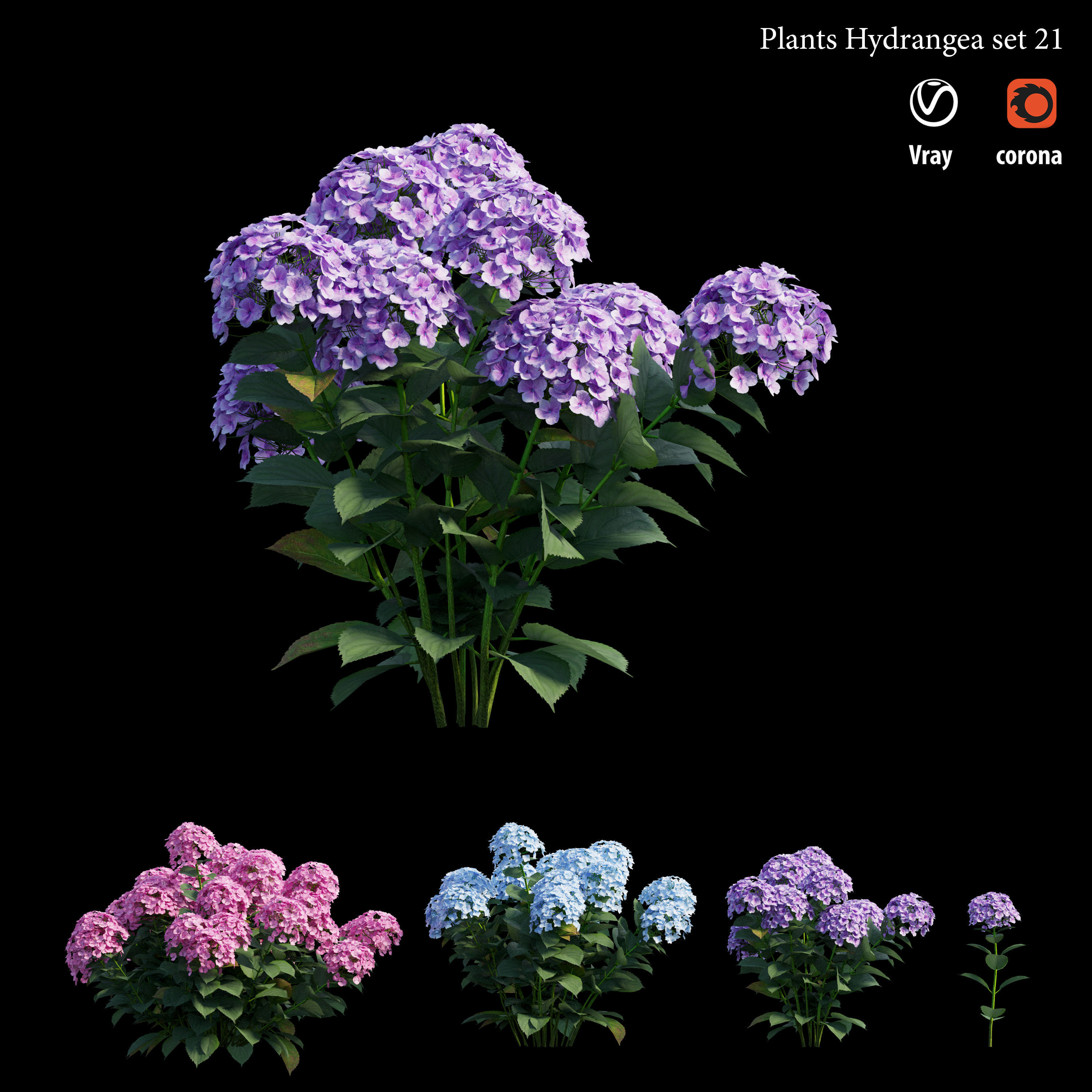 Plants Hydrangea set 21 3D model_3