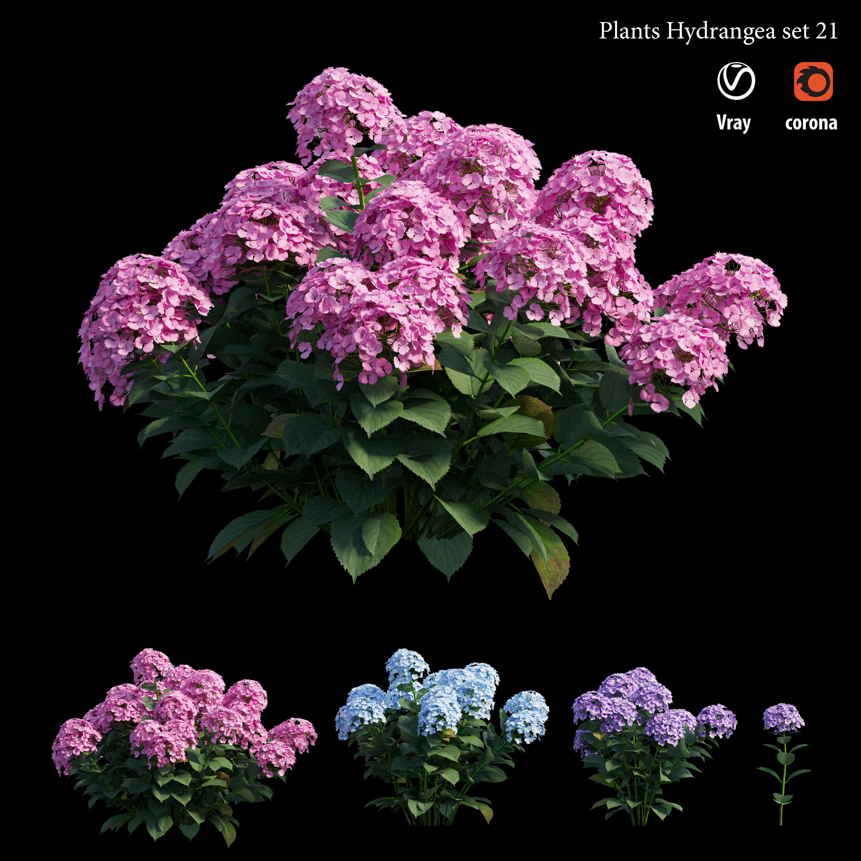 Plants Hydrangea set 21 3D model_6
