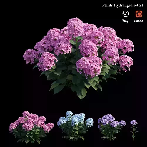 Plants Hydrangea set 21 3D model