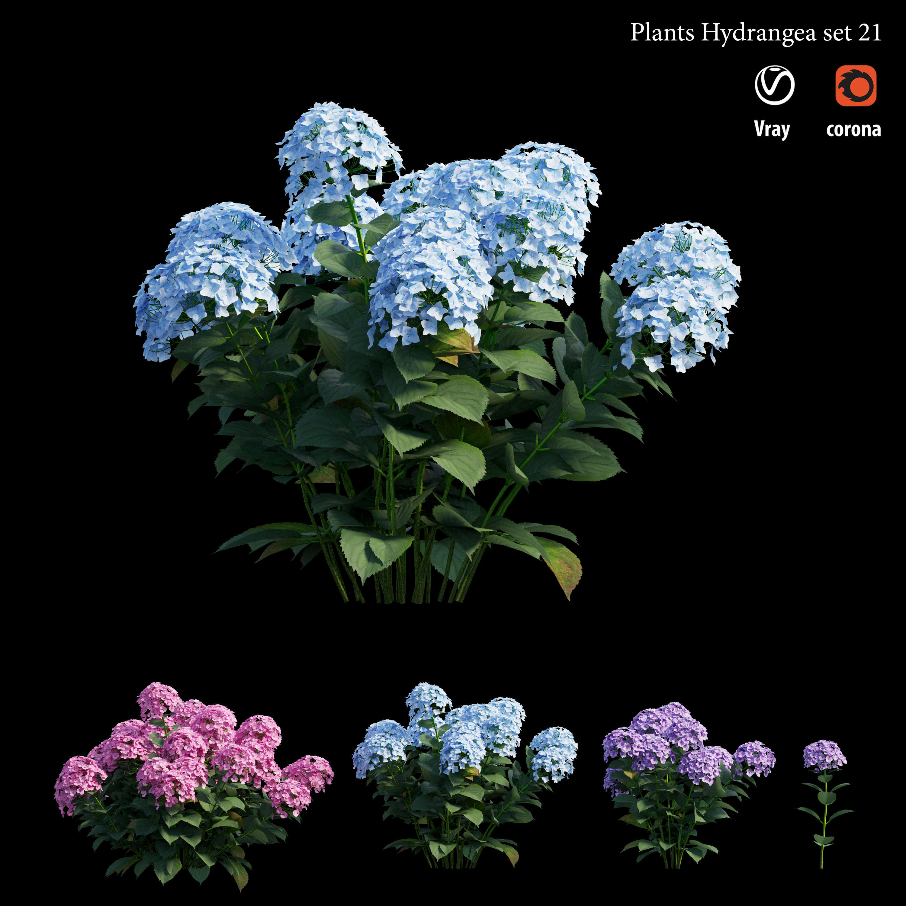 Plants Hydrangea set 21 3D model_2