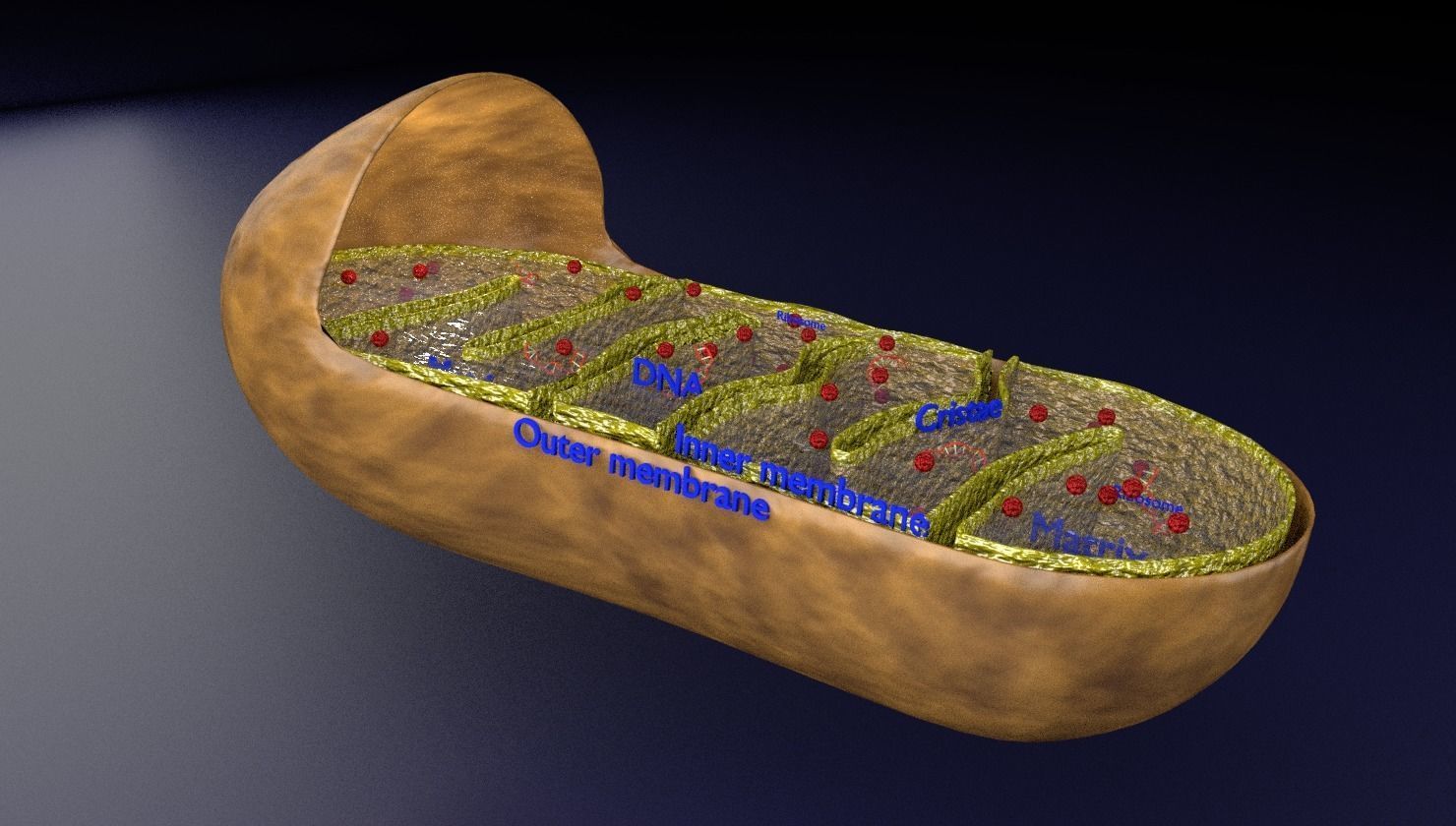 Mitochondria Microscopy detailed labelled 3D model_2