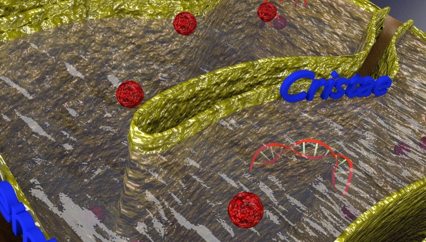 Mitochondria Microscopy detailed labelled 3D model_5