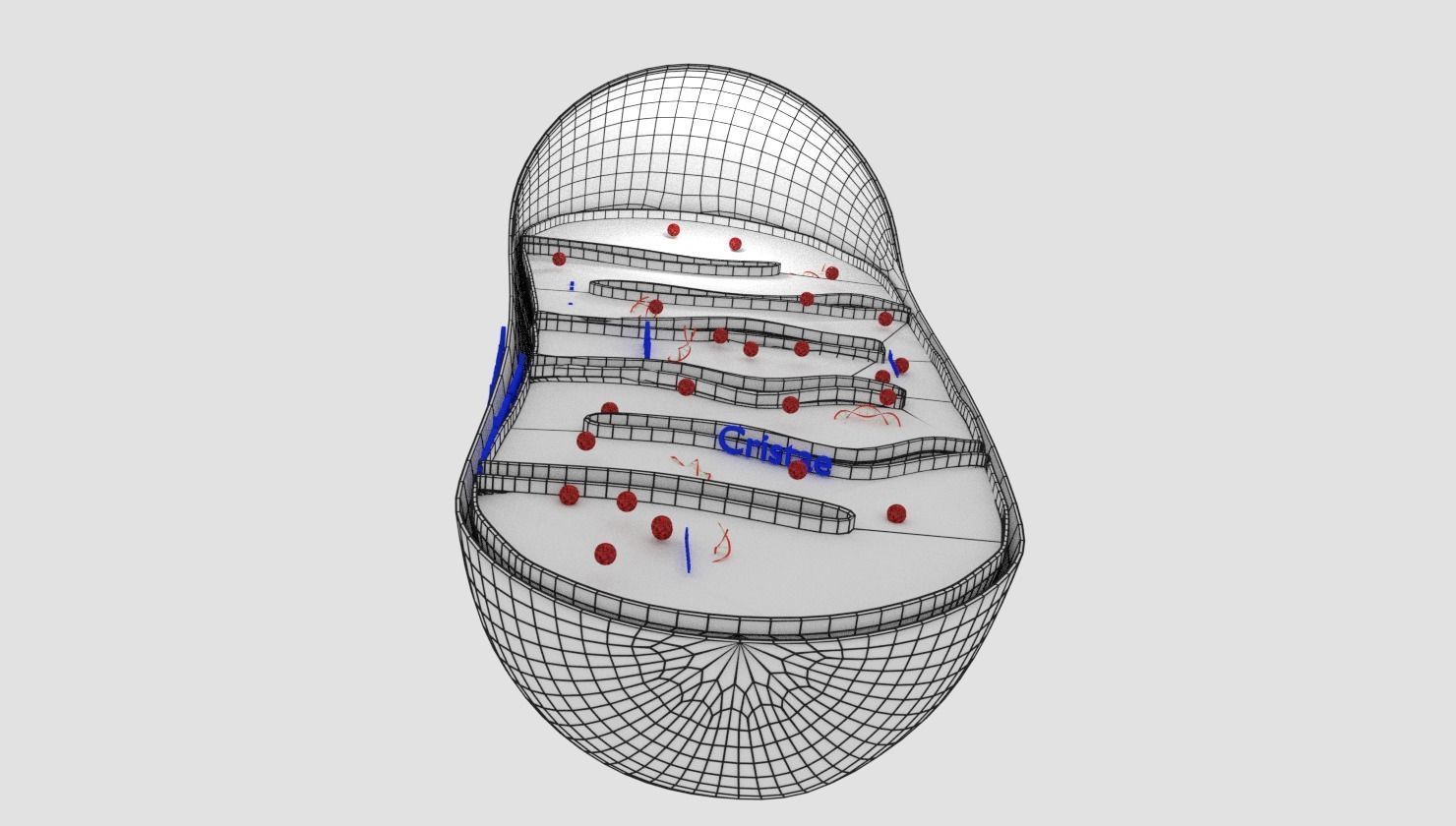 Mitochondria Microscopy detailed labelled 3D model_8