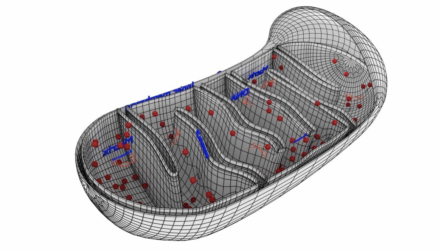 Mitochondria Microscopy detailed labelled 3D model_11