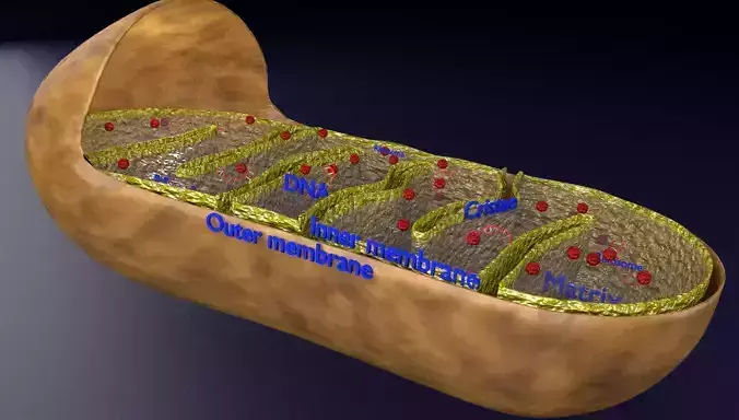 Mitochondria Microscopy detailed labelled