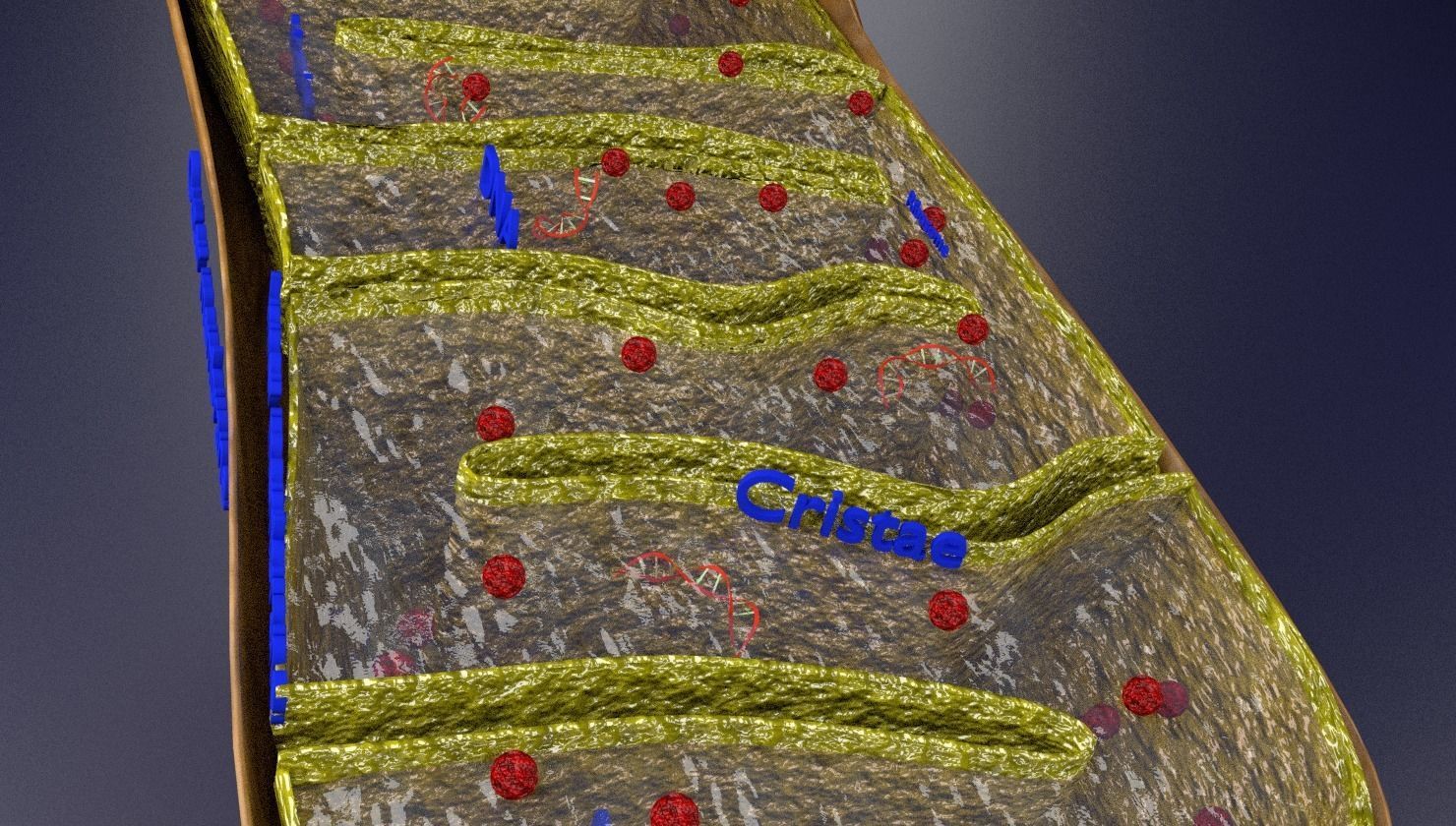 Mitochondria Microscopy detailed labelled 3D model_16
