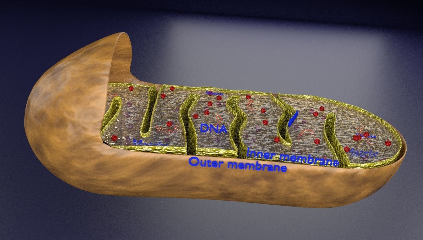 Mitochondria Microscopy detailed labelled 3D model_3