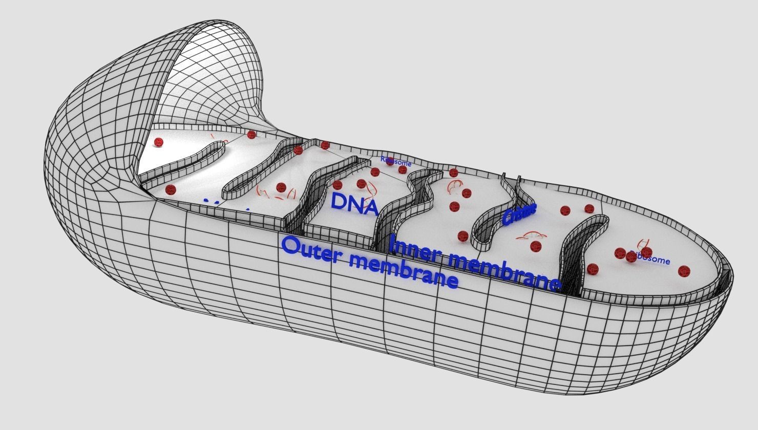 Mitochondria Microscopy detailed labelled 3D model_7