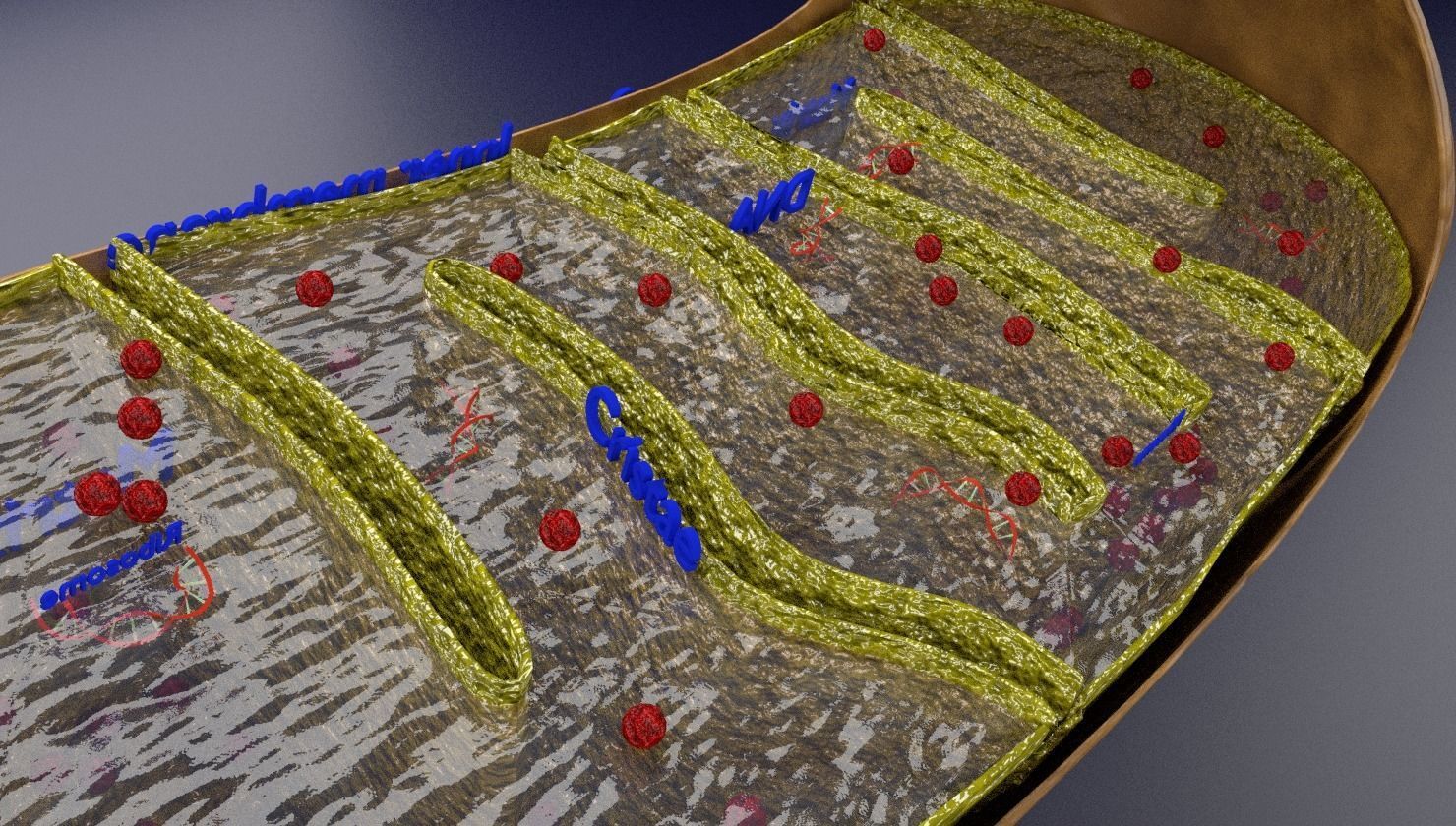 Mitochondria Microscopy detailed labelled 3D model_14