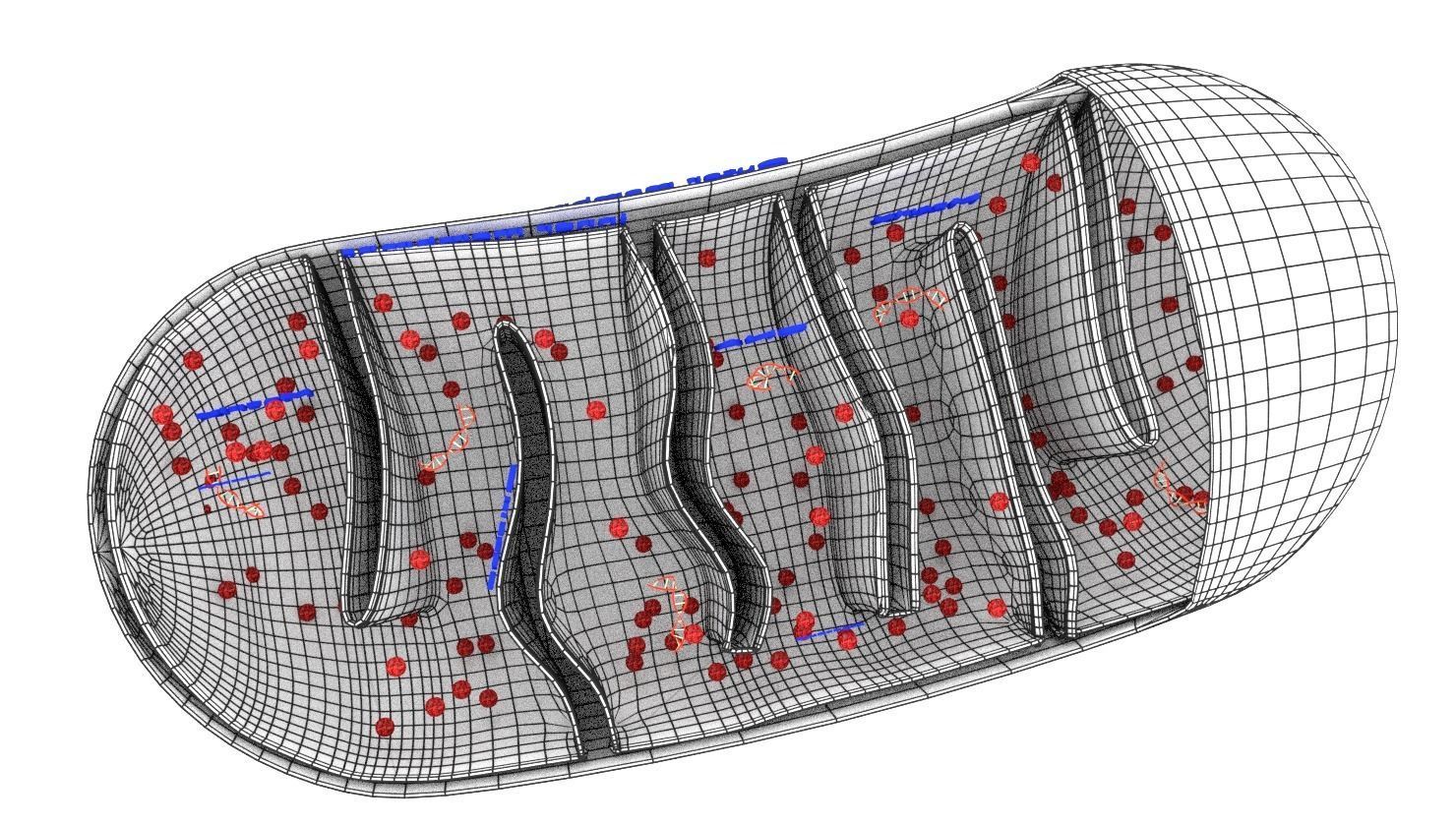 Mitochondria Microscopy detailed labelled 3D model_10