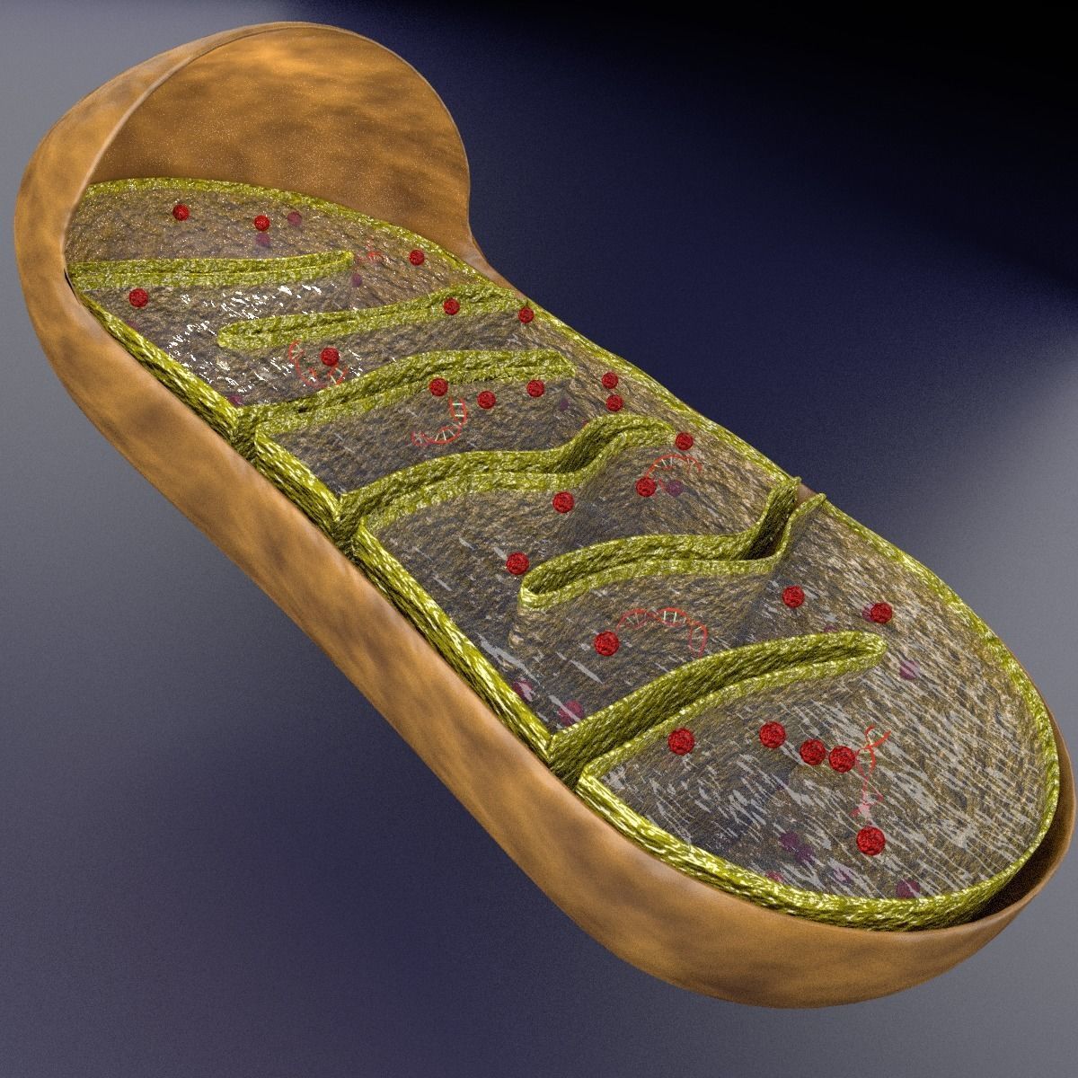 Mitochondria Microscopy detailed labelled 3D model_6