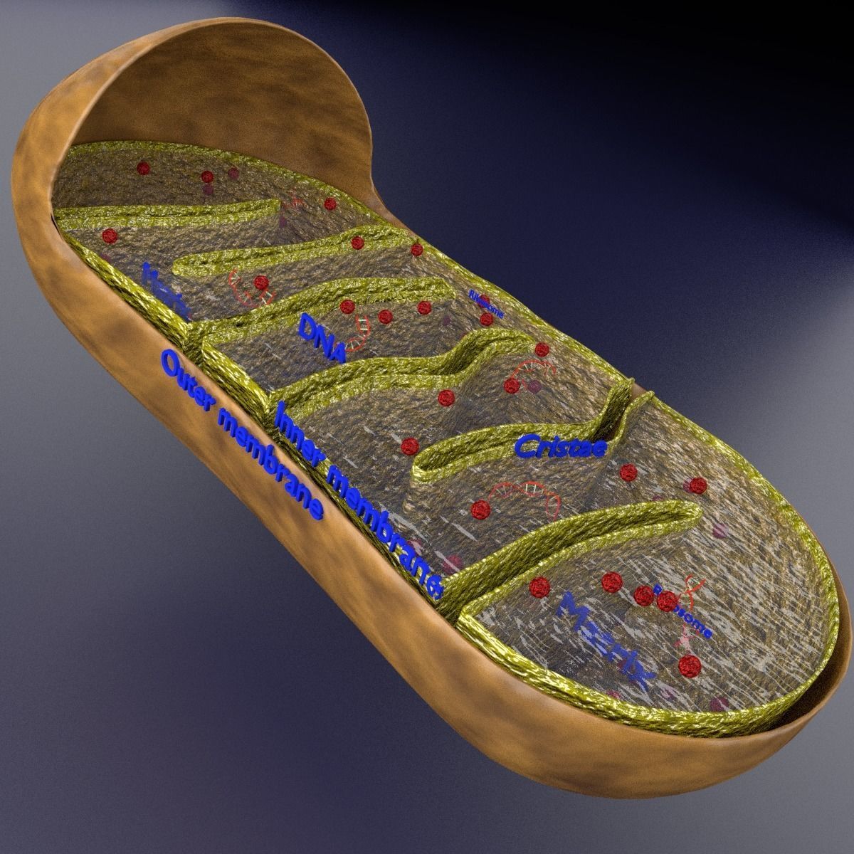 Mitochondria Microscopy detailed labelled 3D model_4
