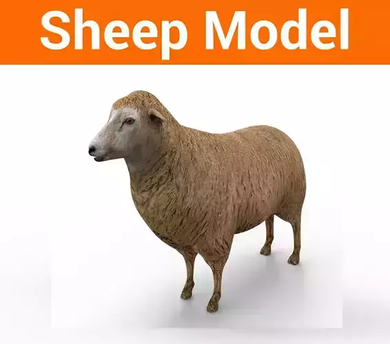 3D Black Sheep Model 