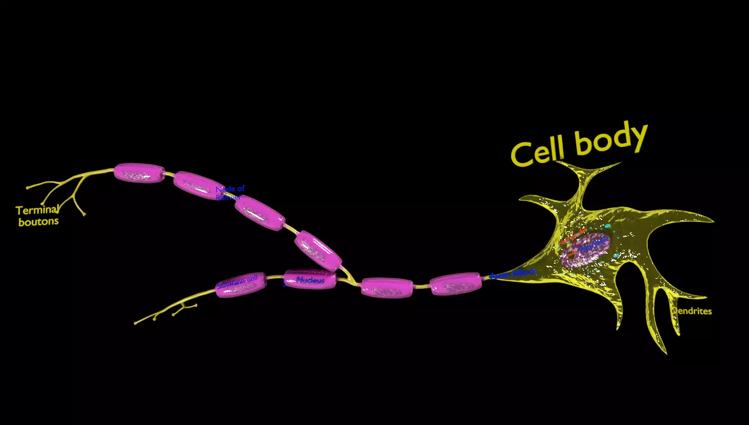Neuron axon parts labelled detail 3D model