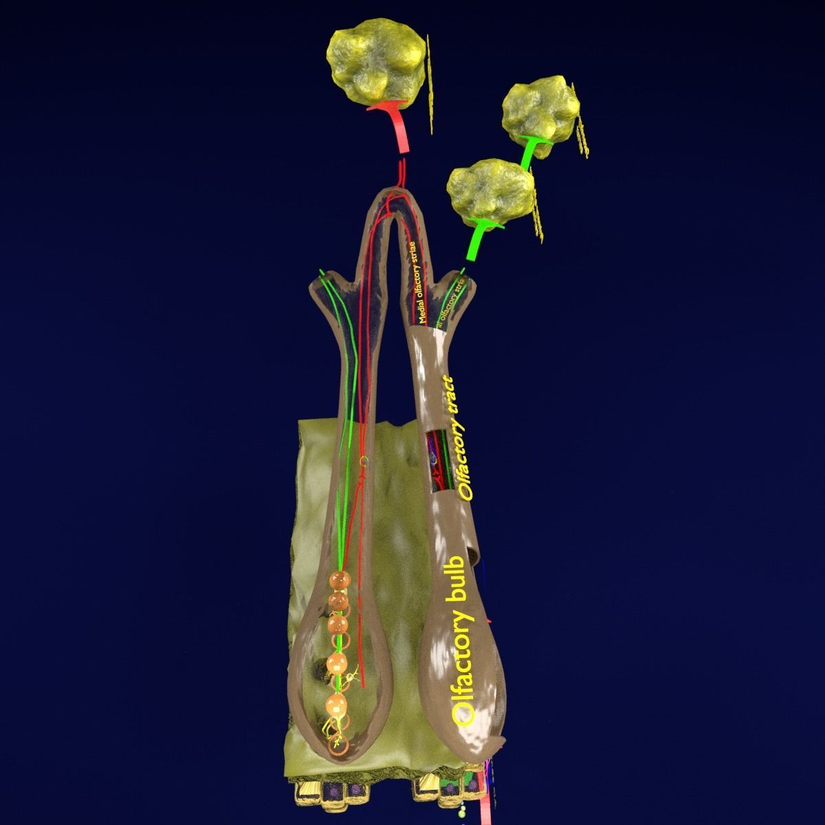 Olfactory system smell odour detail labelled 3D model_5