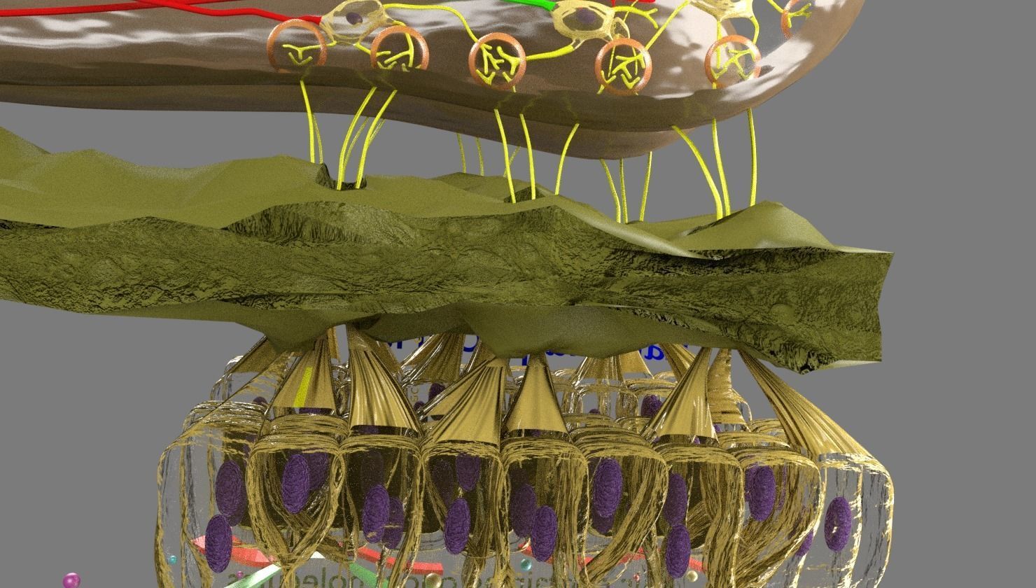 Olfactory system smell odour detail labelled 3D model_17