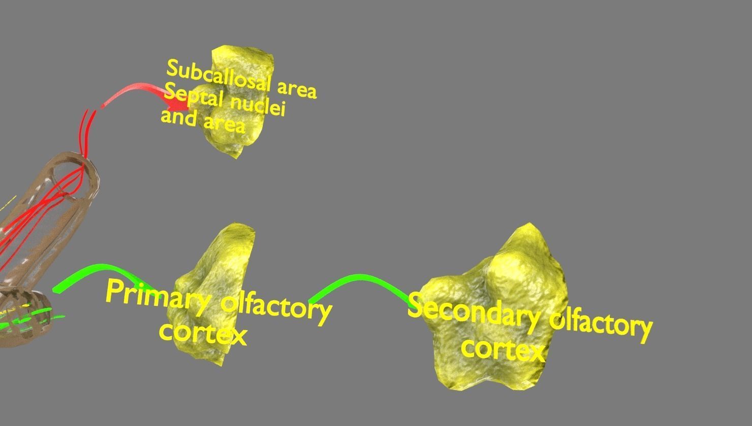Olfactory system smell odour detail labelled 3D model_20