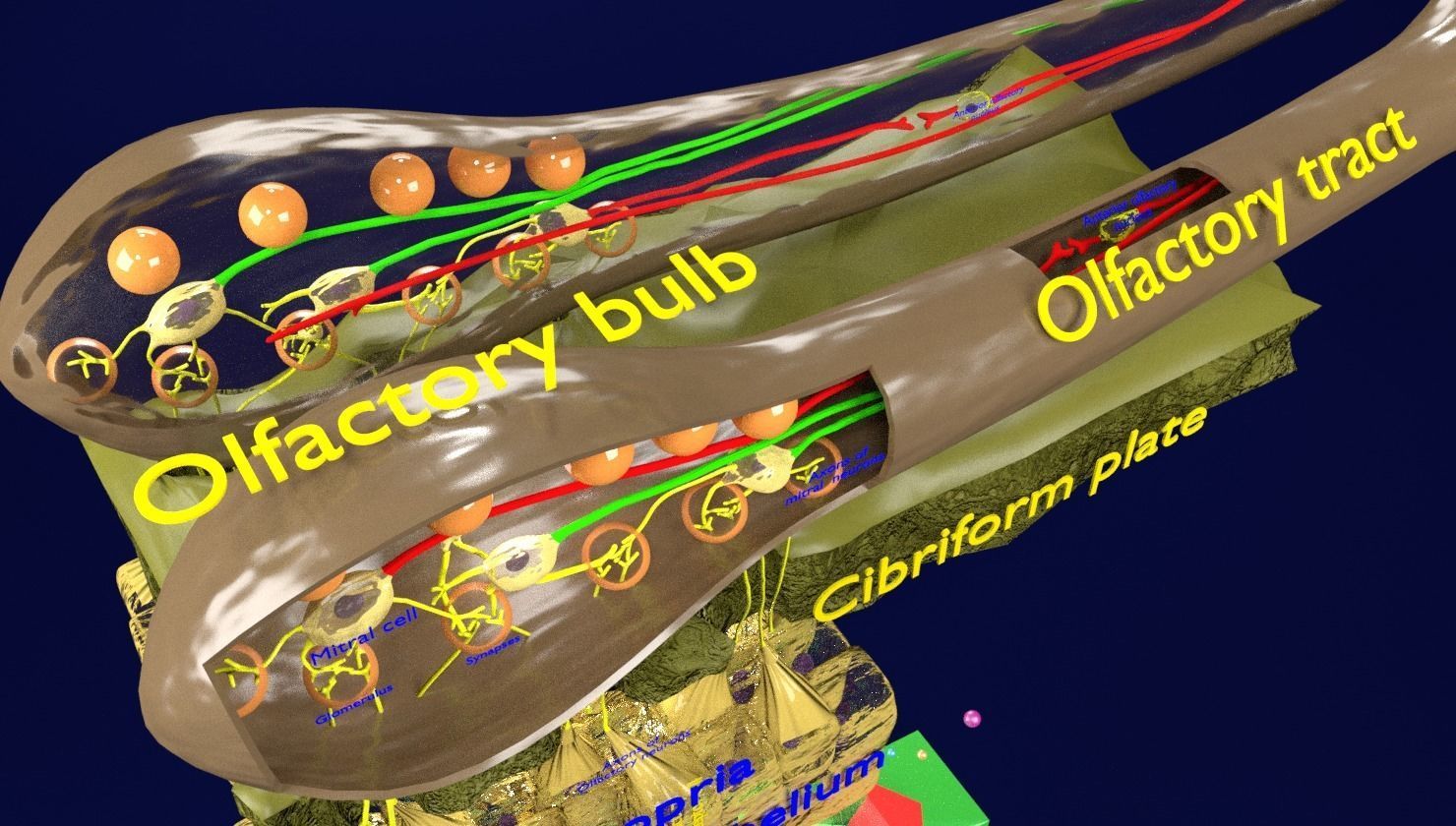 Olfactory system smell odour detail labelled 3D model_24