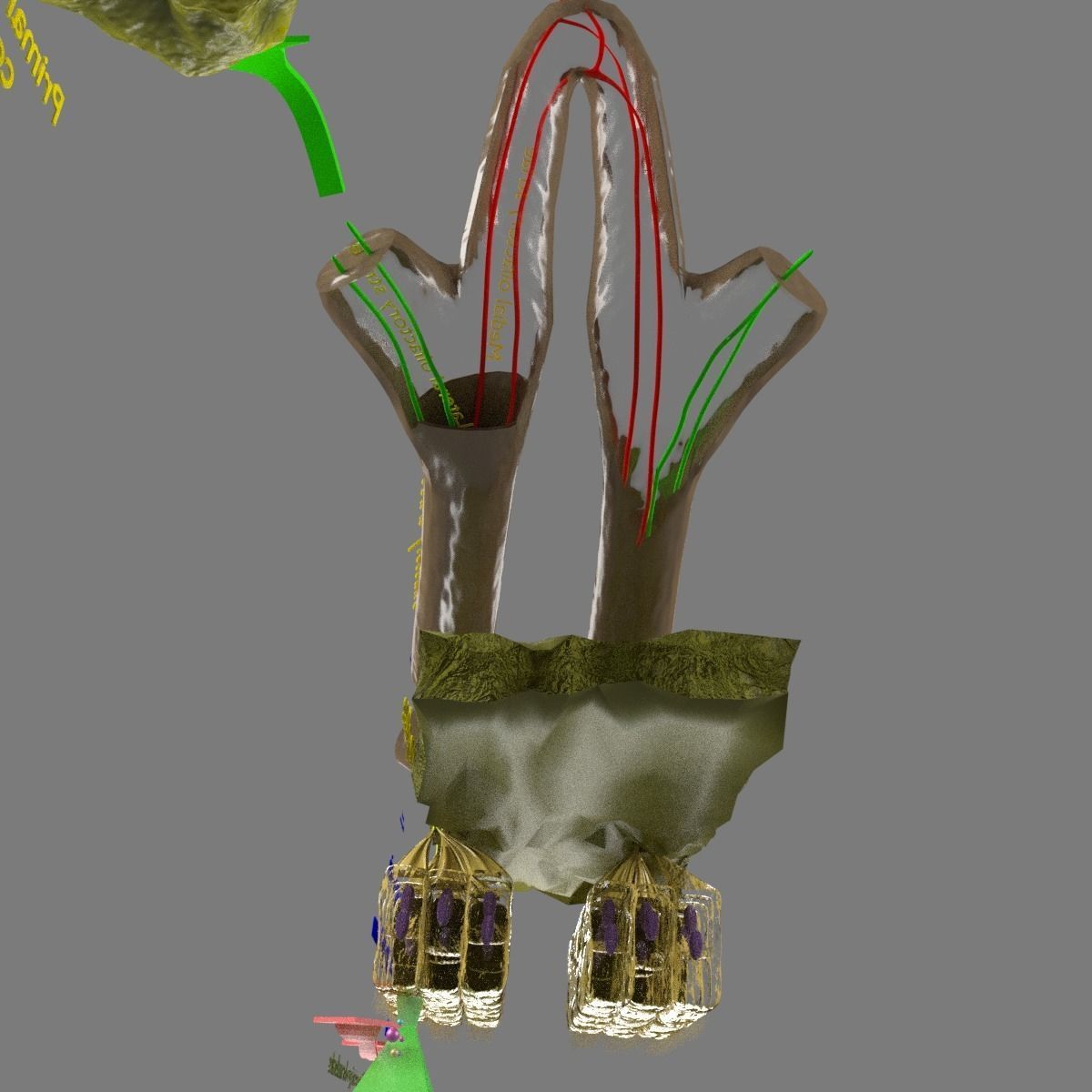 Olfactory system smell odour detail labelled 3D model_18