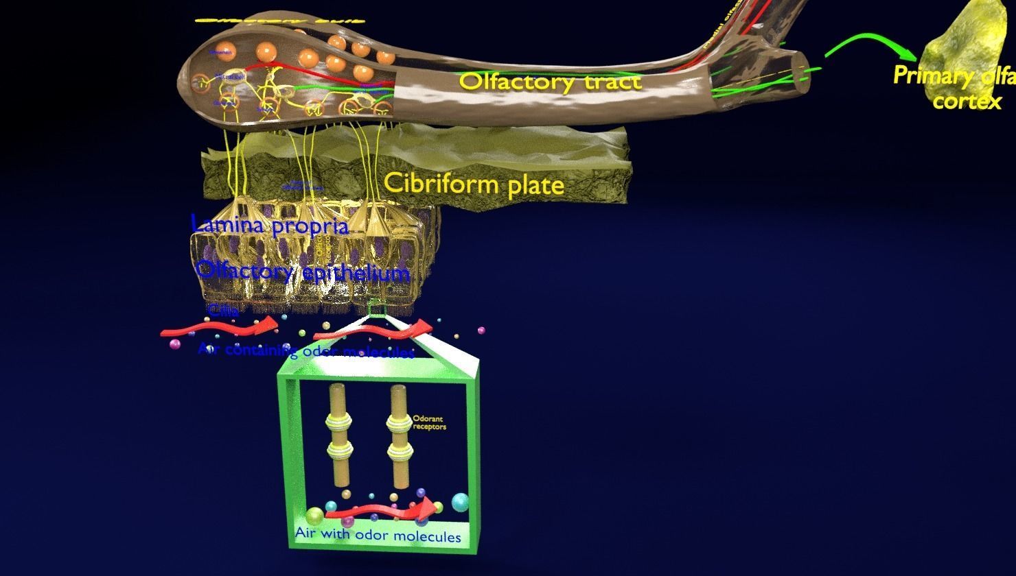 Olfactory system smell odour detail labelled 3D model_26