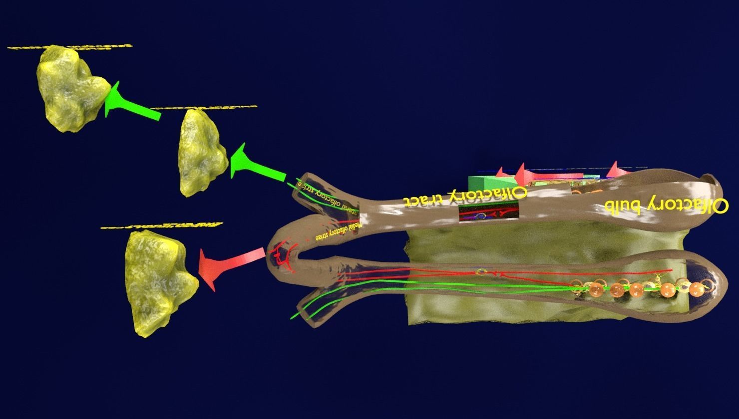 Olfactory system smell odour detail labelled 3D model_6