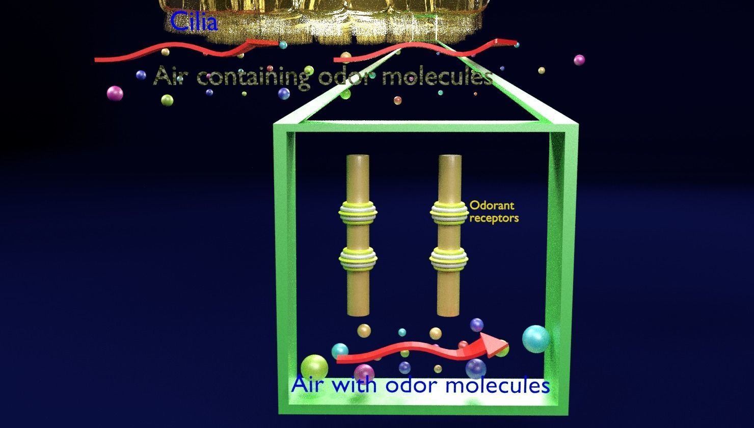 Olfactory system smell odour detail labelled 3D model_27