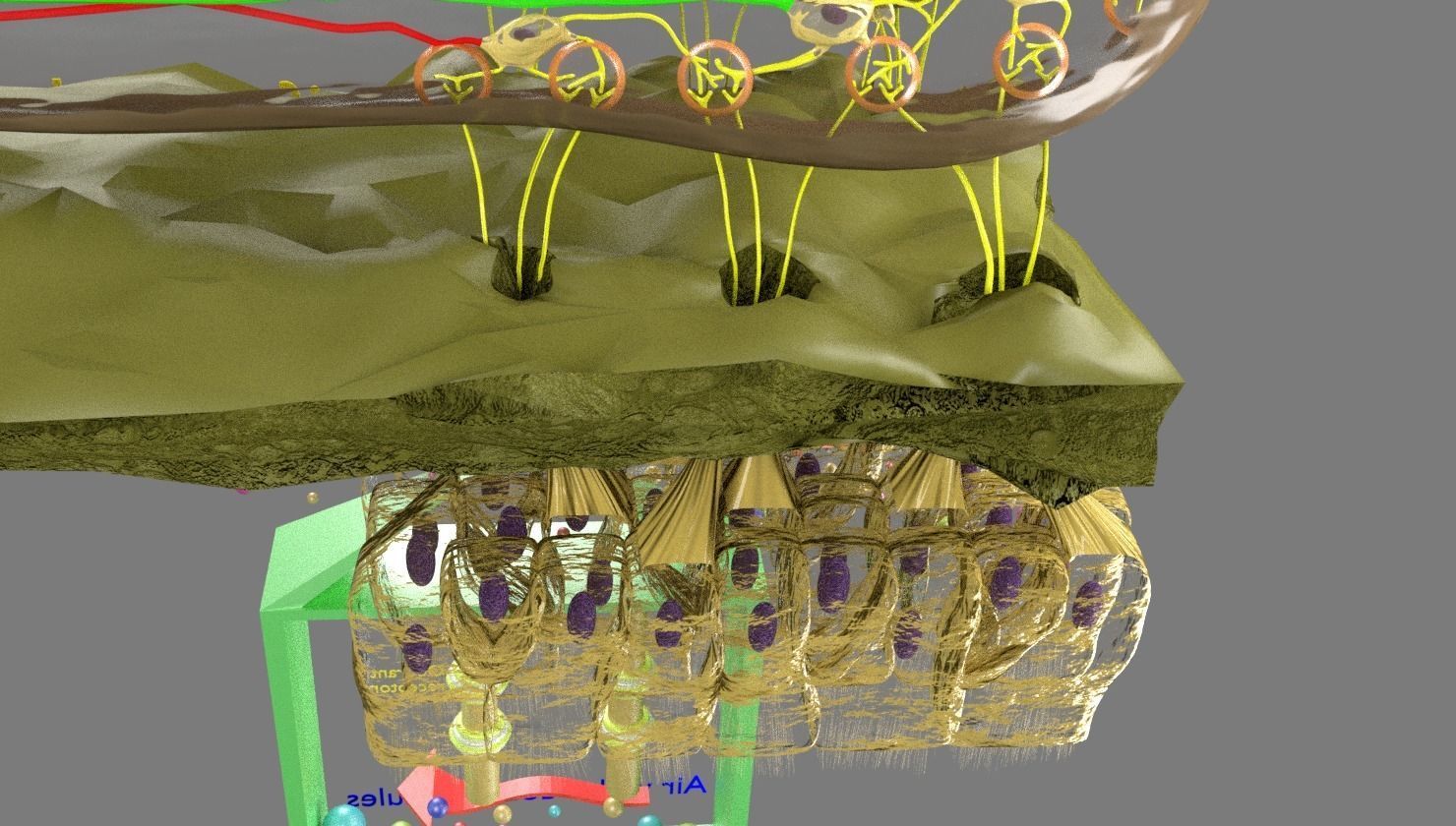 Olfactory system smell odour detail labelled 3D model_16