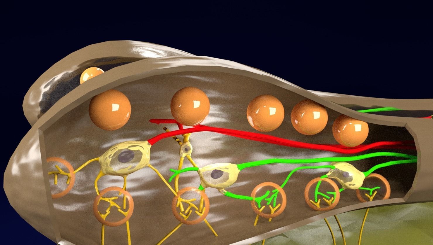 Olfactory system smell odour detail labelled 3D model_12