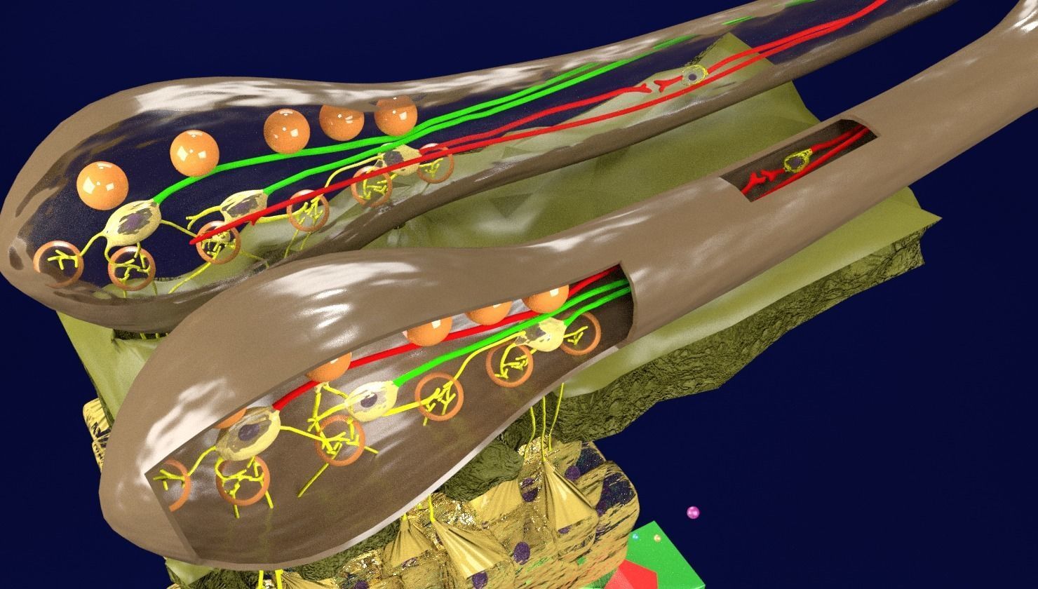 Olfactory system smell odour detail labelled 3D model_23