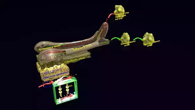 Olfactory system smell odour detail labelled 3D model