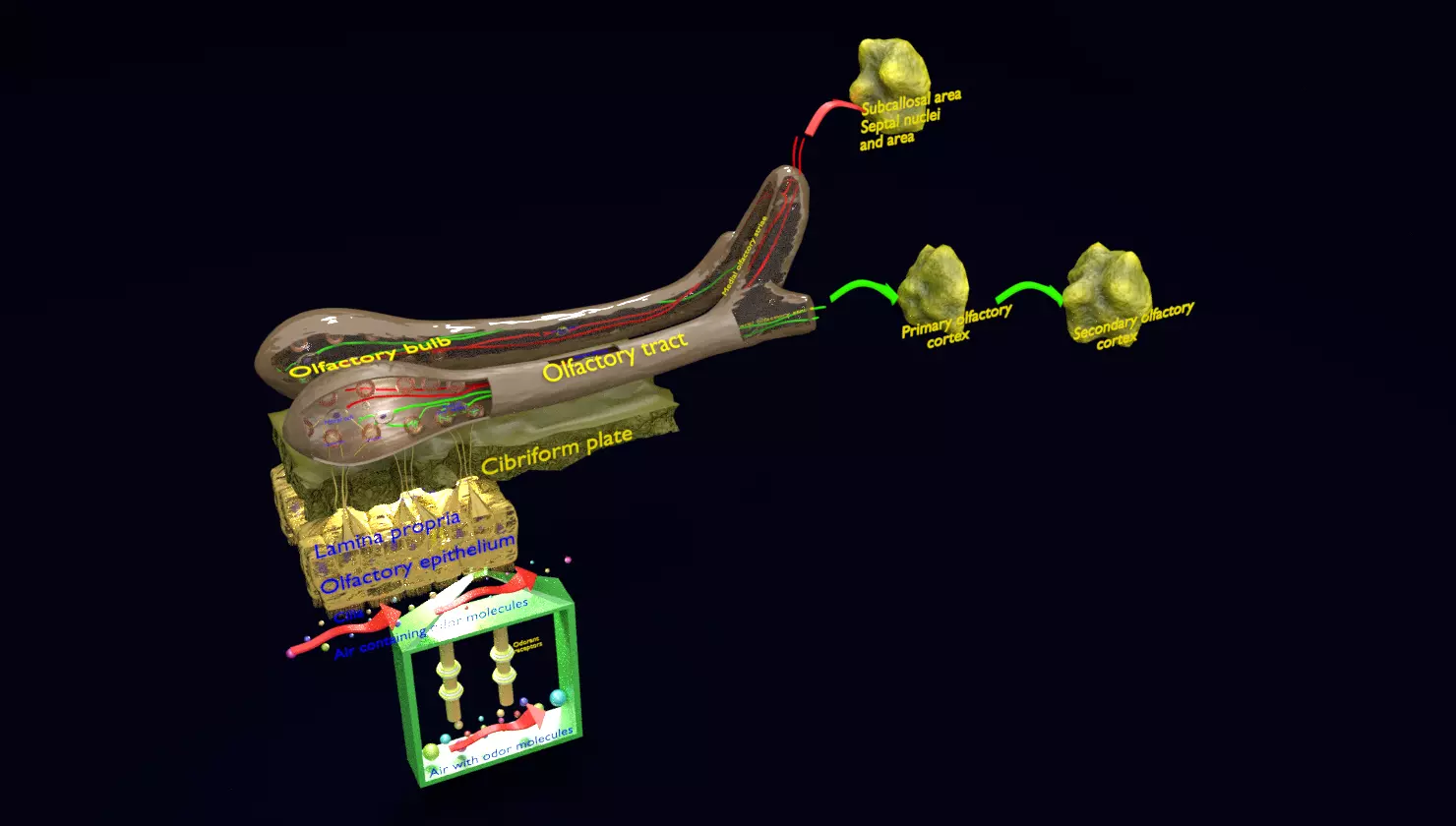 Olfactory system smell odour detail labelled 3D model_0