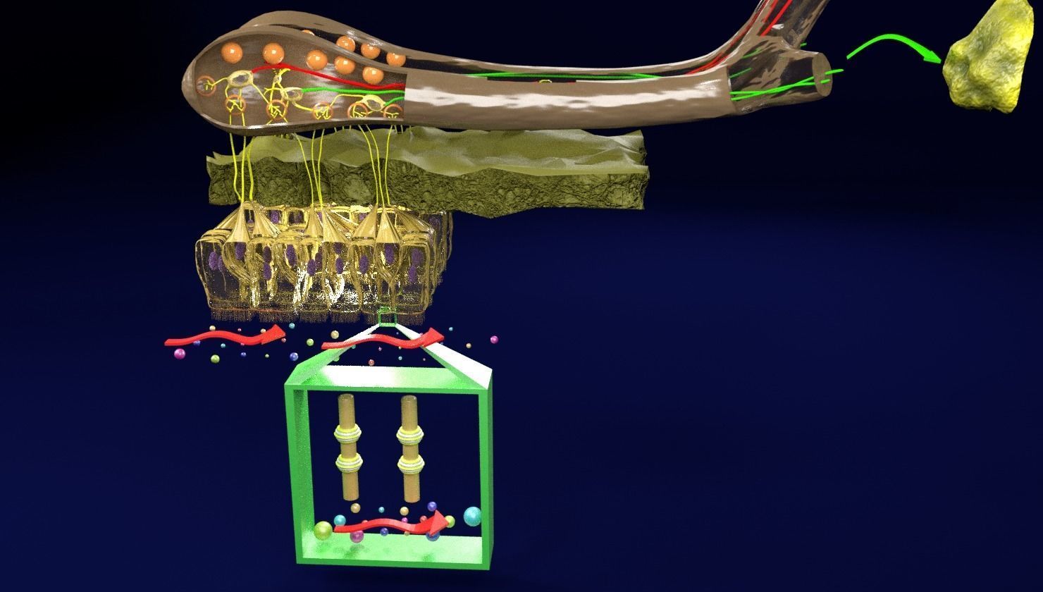 Olfactory system smell odour detail labelled 3D model_25