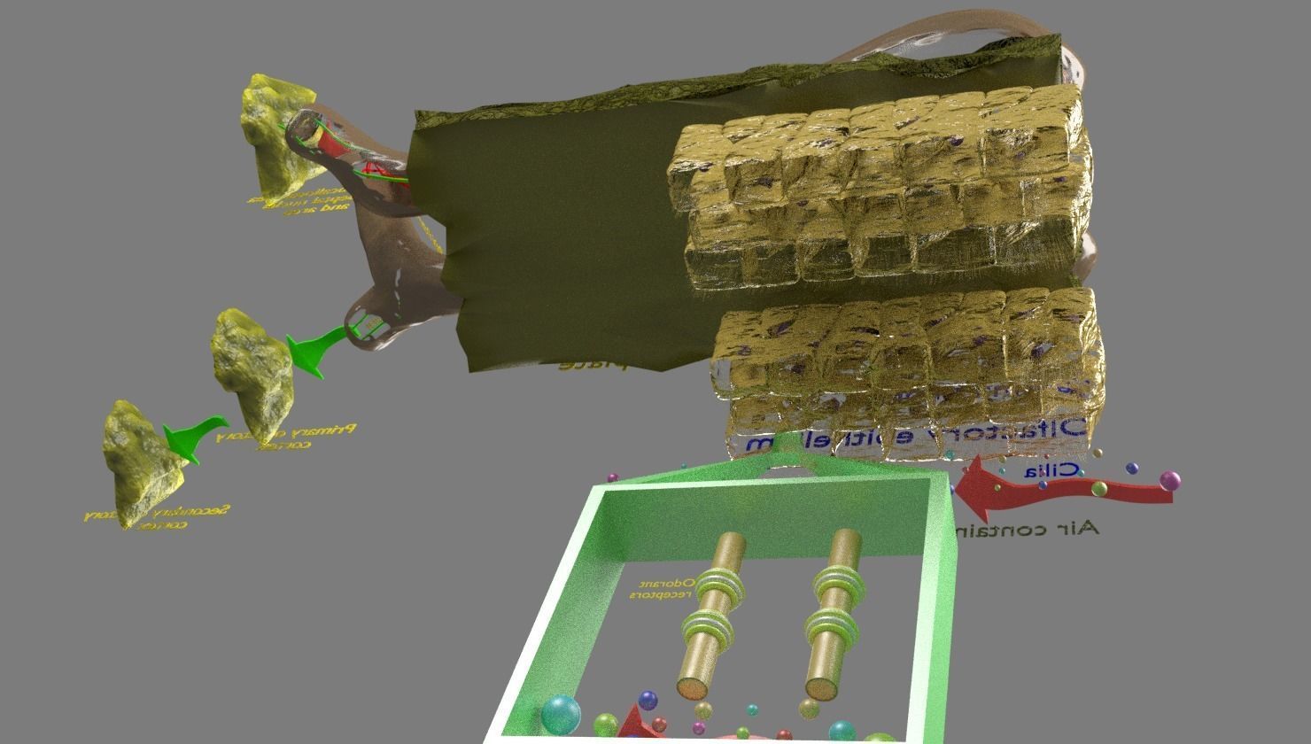 Olfactory system smell odour detail labelled 3D model_10