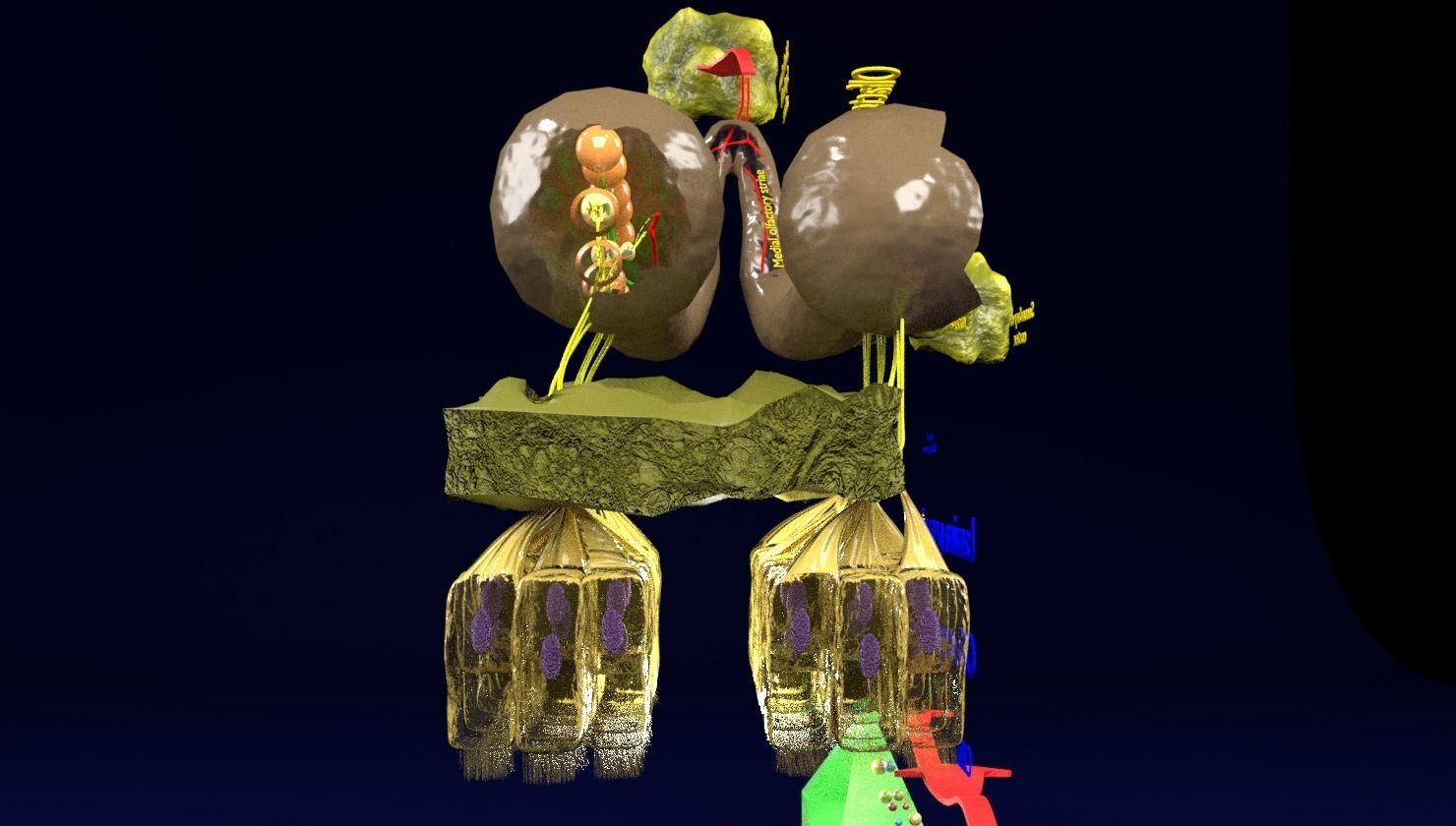 Olfactory system smell odour detail labelled 3D model_3