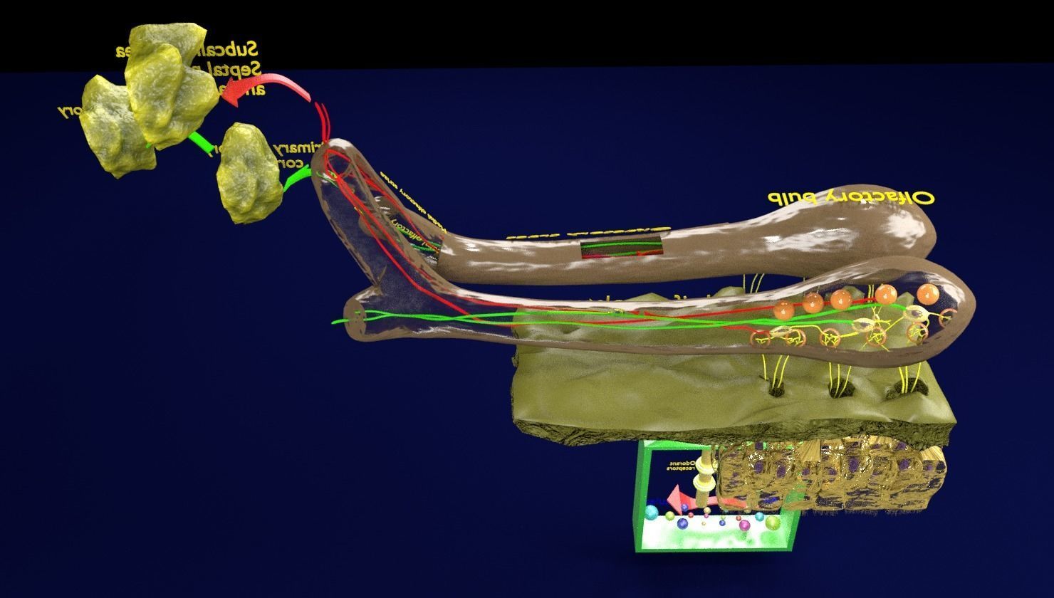 Olfactory system smell odour detail labelled 3D model_7