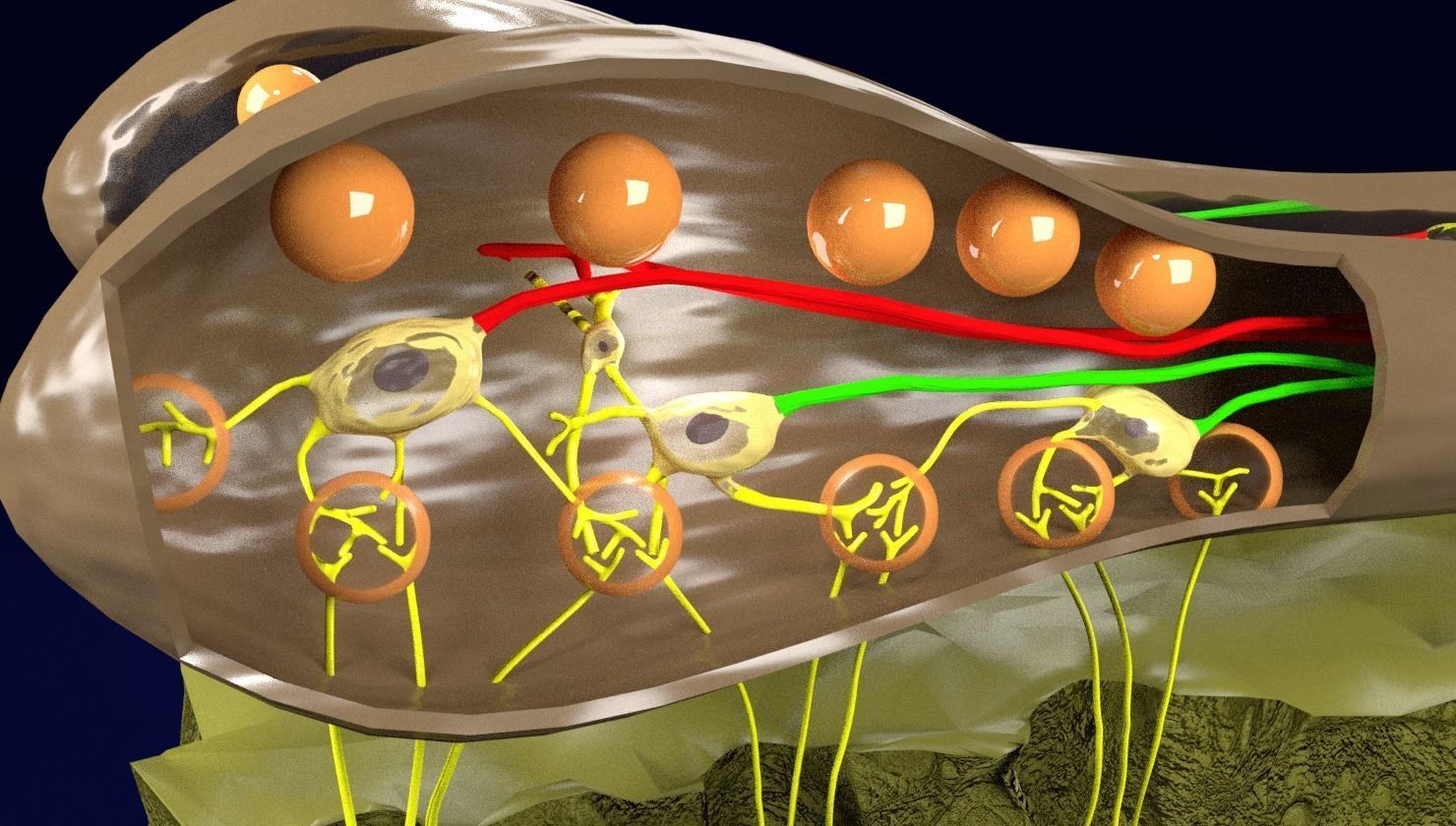 Olfactory system smell odour detail labelled 3D model_22