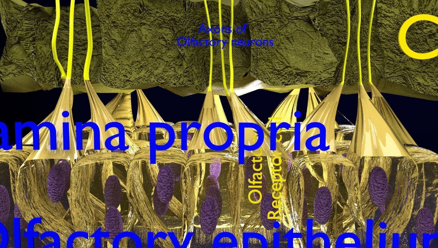 Olfactory system smell odour detail labelled 3D model_2