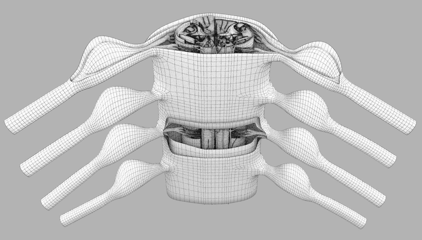Spinal cord transverse section coverings label 3D model_20