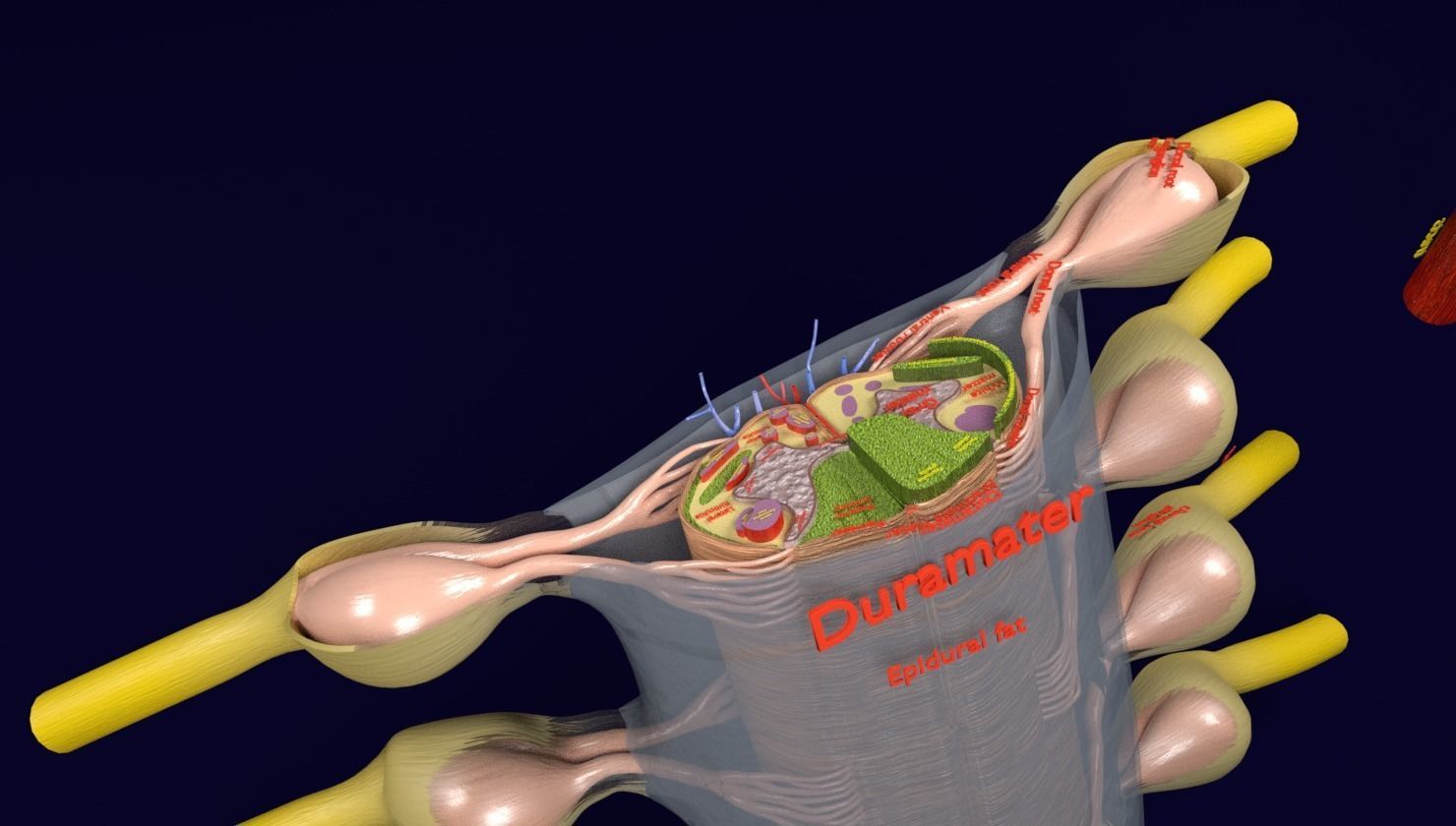Spinal cord transverse section coverings label 3D model_5